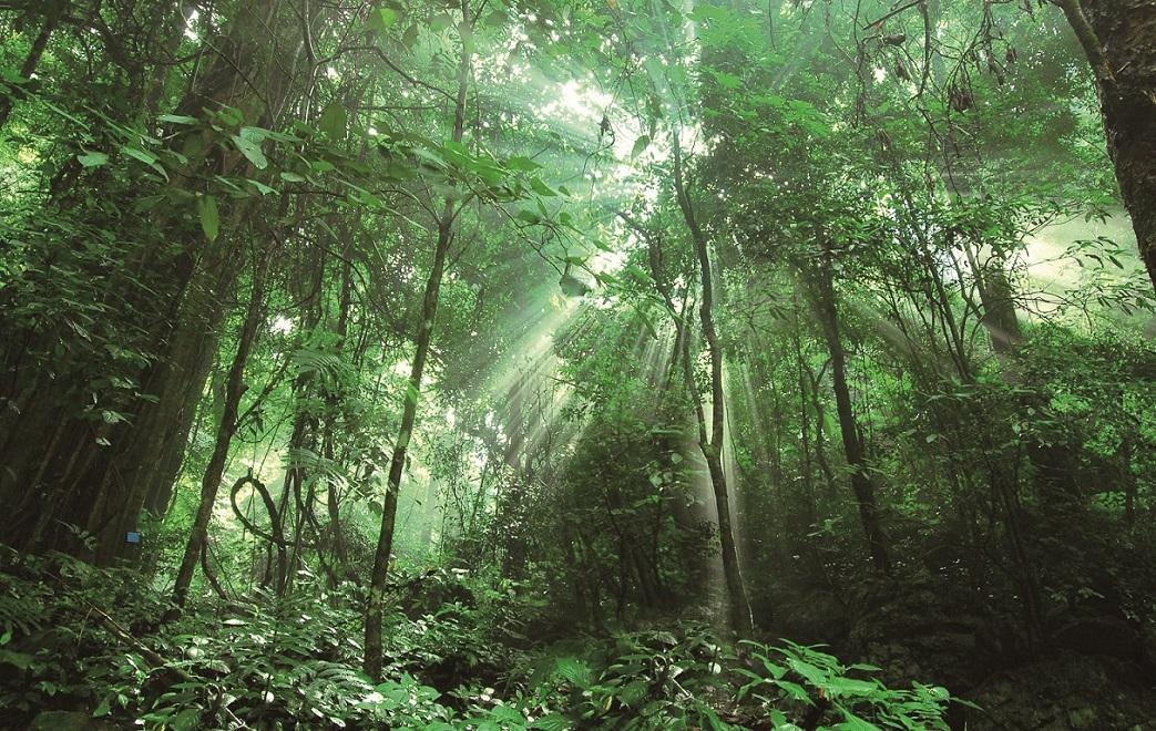 森林生態系統——森林生態系統的主要類型、特點和生產力（一）