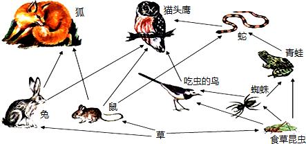 生態系統的能量流動——食物網結構理論