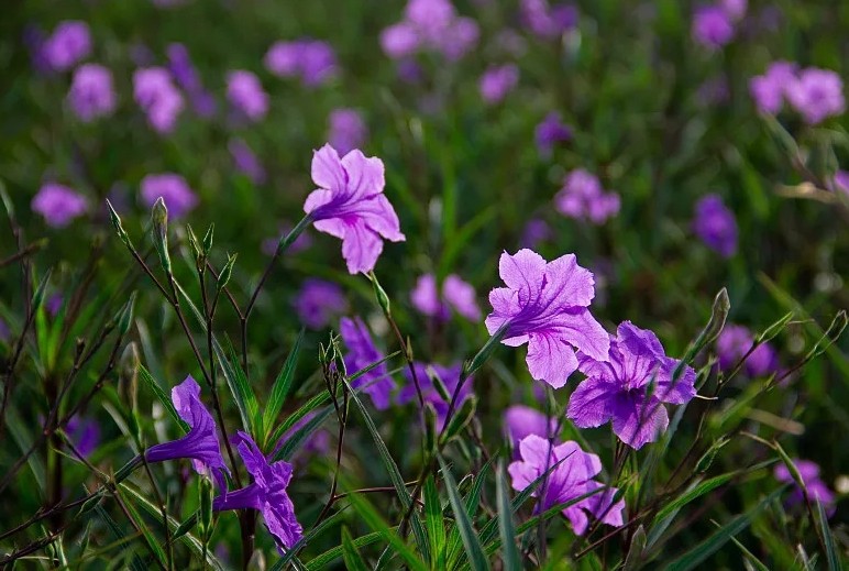 藍花??1.jpg